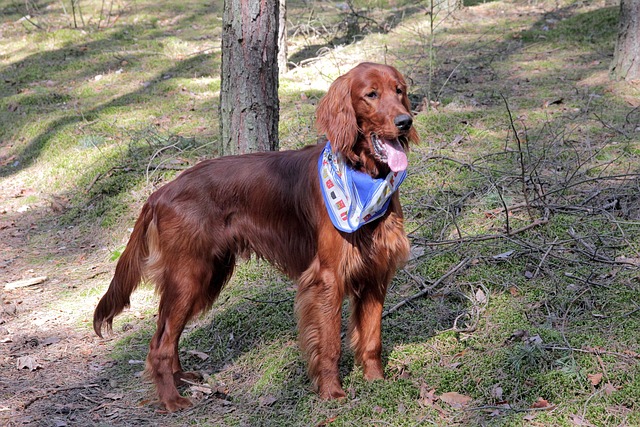 Do Irish Setters Bark a Lot?