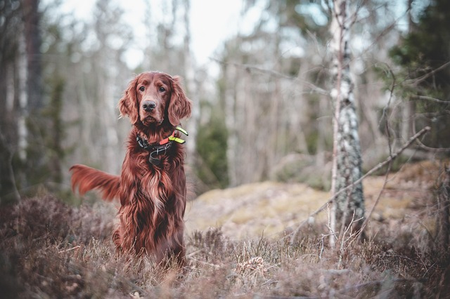 How Big Do Irish Setters Get?